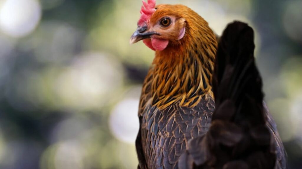 brown backyard chicken 