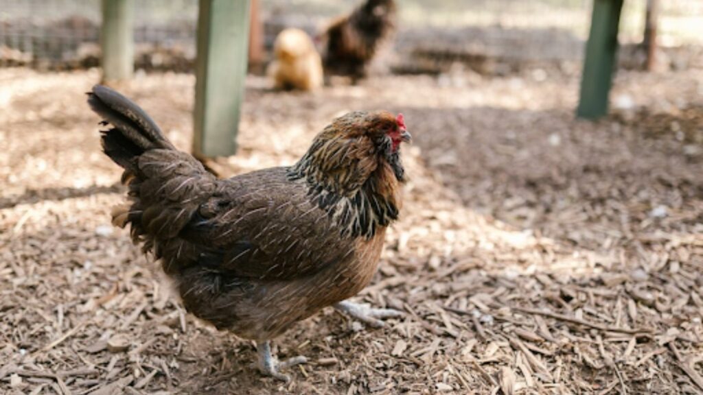 brown hen in the backyard